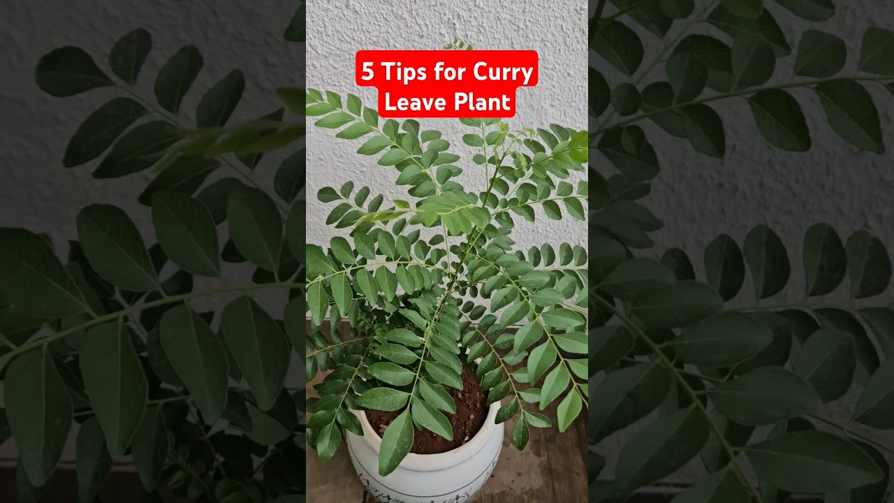 5 советов по выращиванию карри-листа | Советы и хитрости 19 | @DIYBuddy #curryleafplant#plantcare...