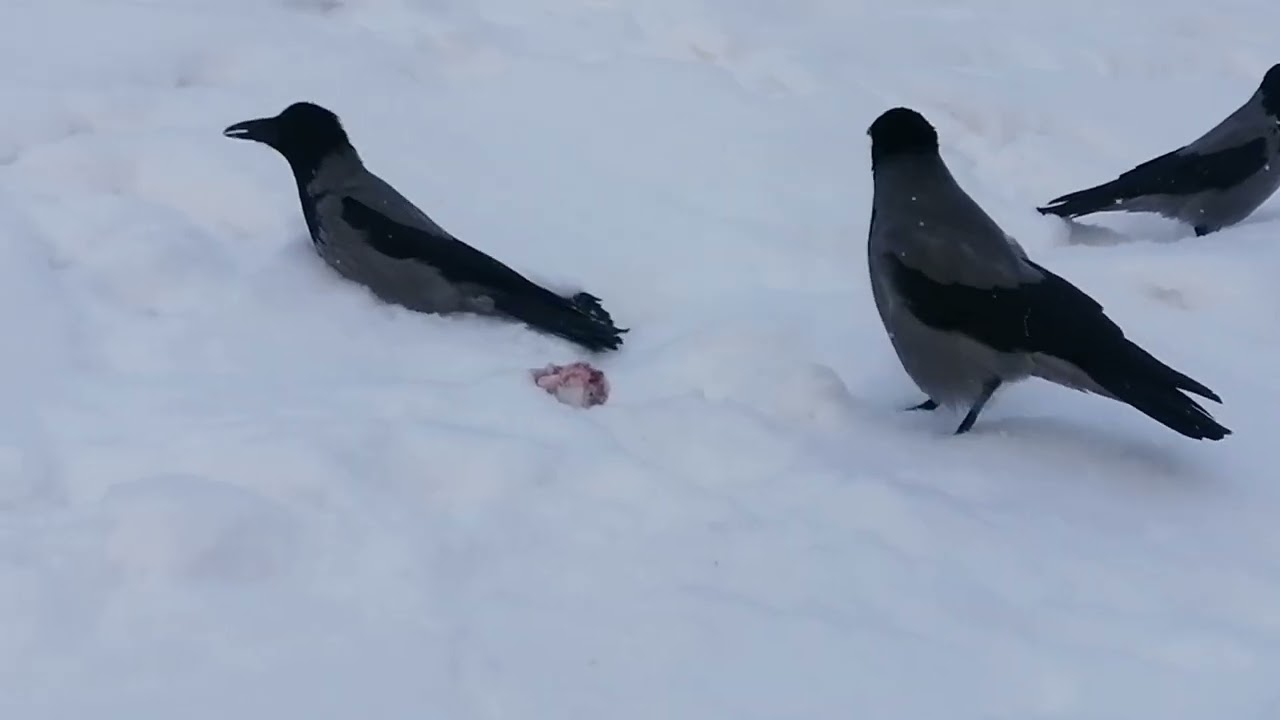 Молодые вороны успели пощипать косточку / Young crows had enough time to feed on pork ribs 