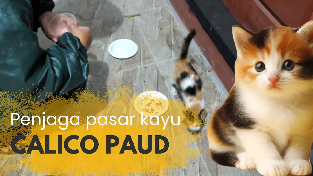 CALICO PENJAGA PASAR KAYU MANA SAUDARAMU#cat #kucingliar #JALANAN