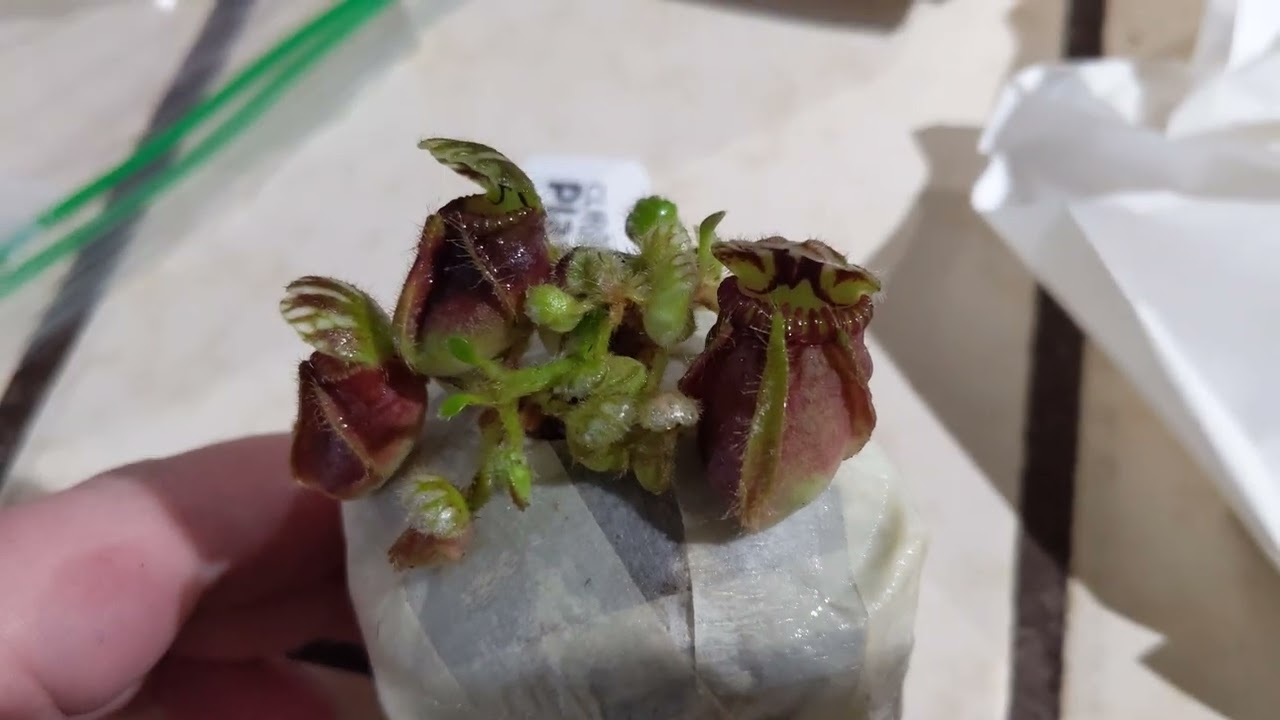 cephalotus : curious plants.com unbox