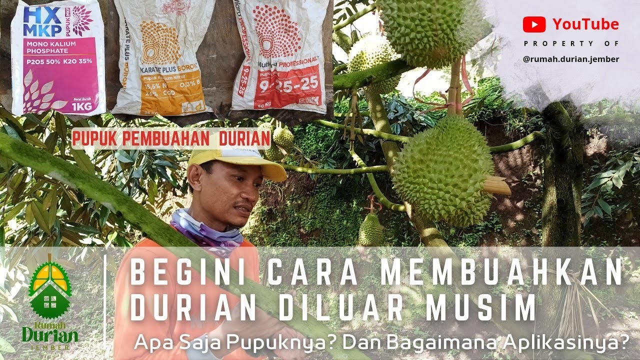 BEGINI CARA MEMBUAHKAN DURIAN DILUAR MUSIM | Apa saja Pupuknya? Dan Bagaimana Aplikasinya?