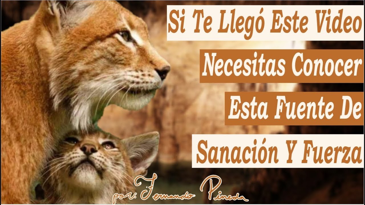 La Lince Que Quería Salvar A Su Mamá - Reflexiones Que Debemos Escuchar Antes de Navidad #4