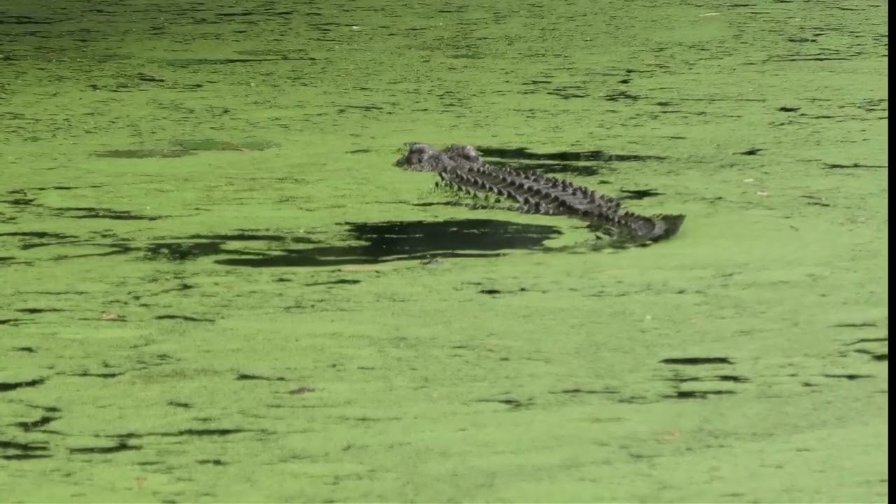 Part 2 Of Hartle,s  Crocodile  Adventures :)