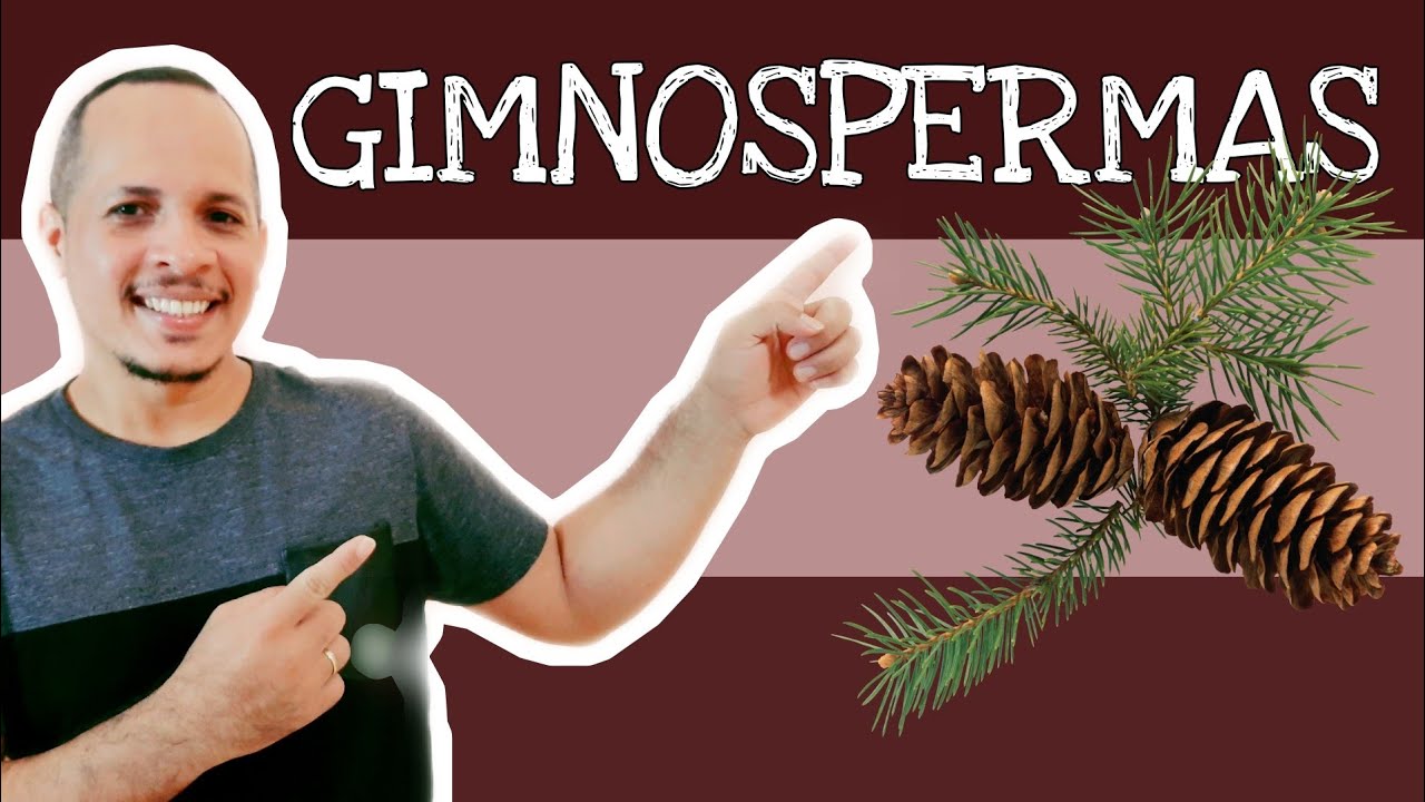 REPRODUÇÃO DAS GIMNOSPERMAS (Pinheiro-do-Paraná)