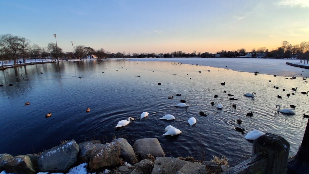 Sunset @ Argyle Lake 🦢🦆🥶  Babylon Village NY #wildlife #winter 