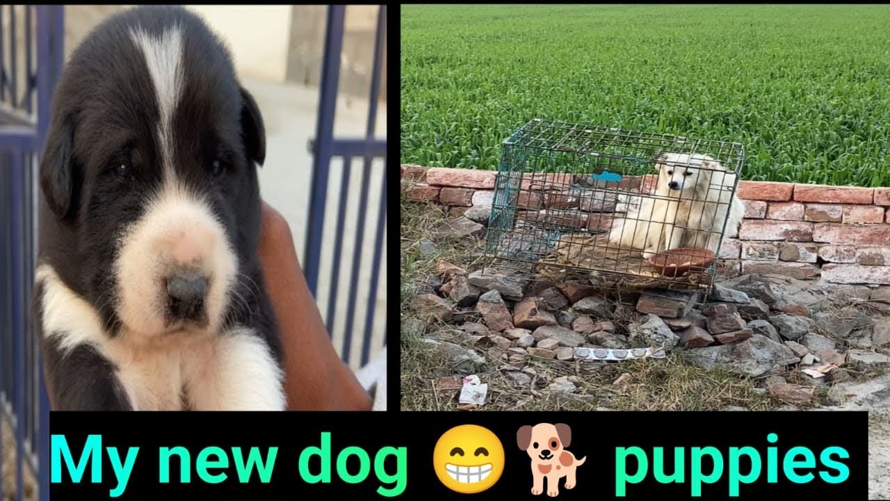 Respect to dogs