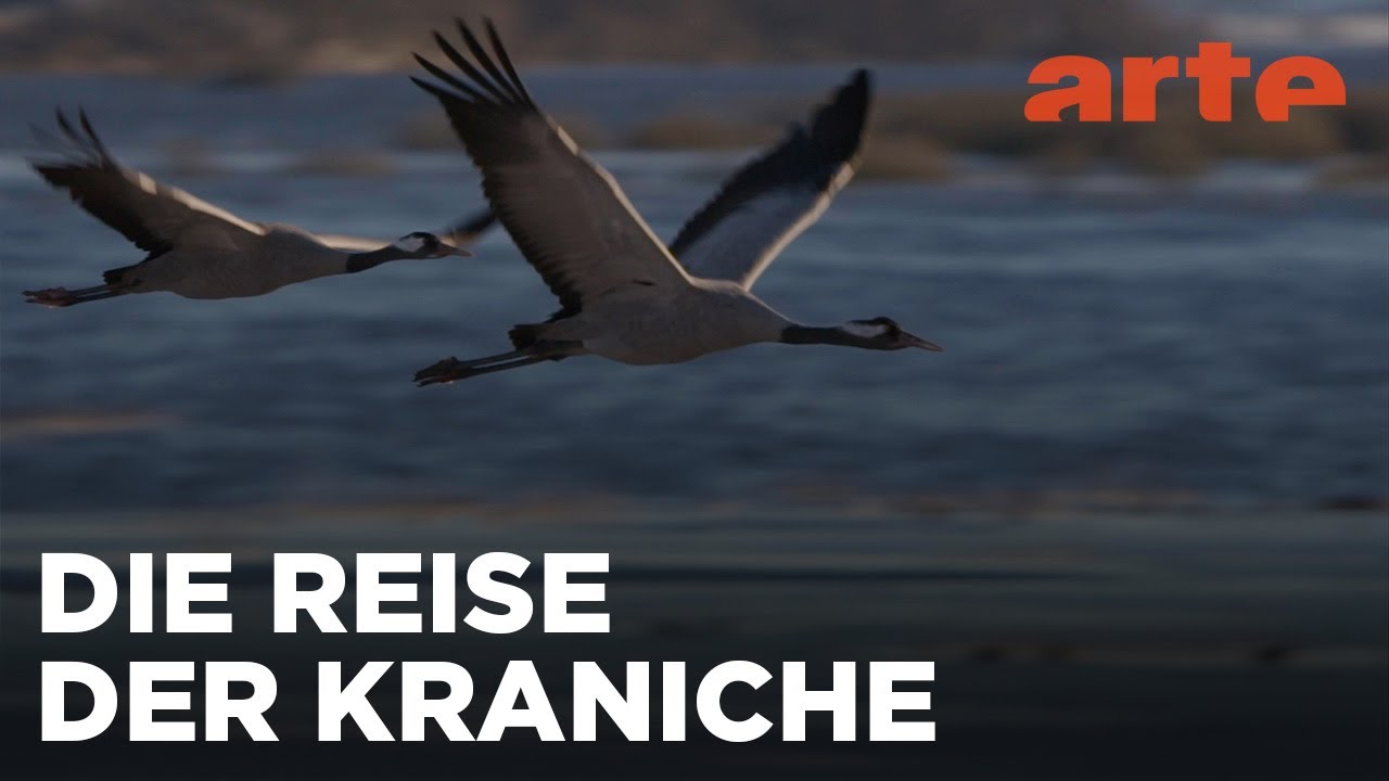 Der Graue Kranich - Auf den Schwingen eines Riesen | ARTE Fernweh