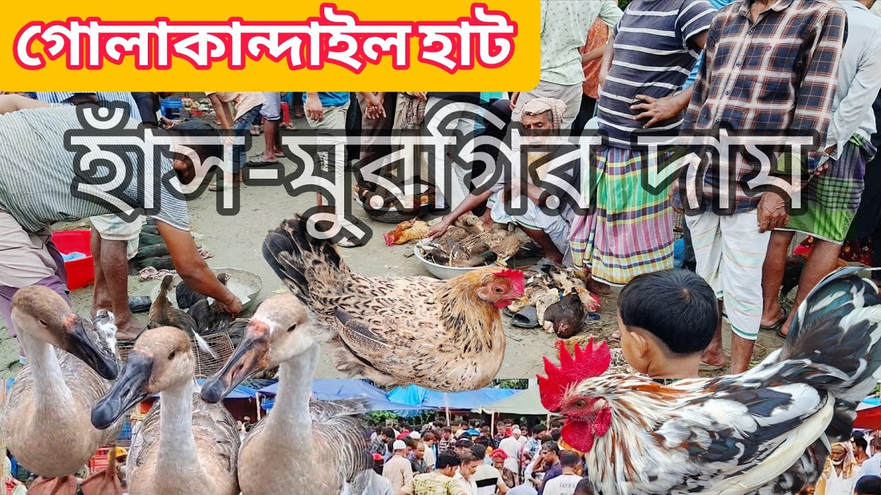 এই হাটে দাম কম হাঁস-মুরগির বাজার || Golakandail hat 2025