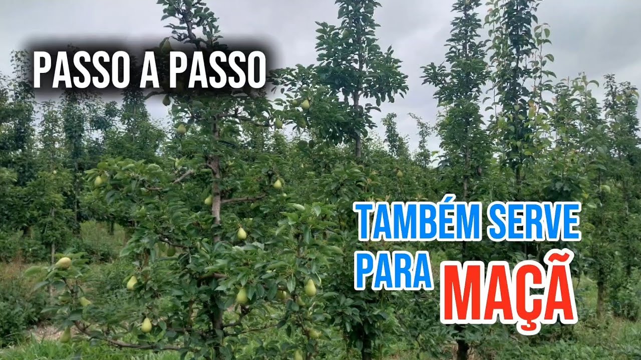 COMO FAZER A PODA NA PERA