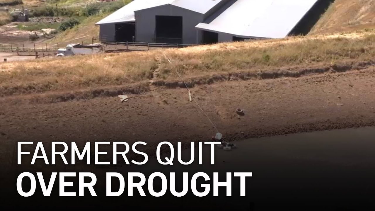 Bay Area Farmers, Ranchers Face Mounting Challenges as Drought Worsens