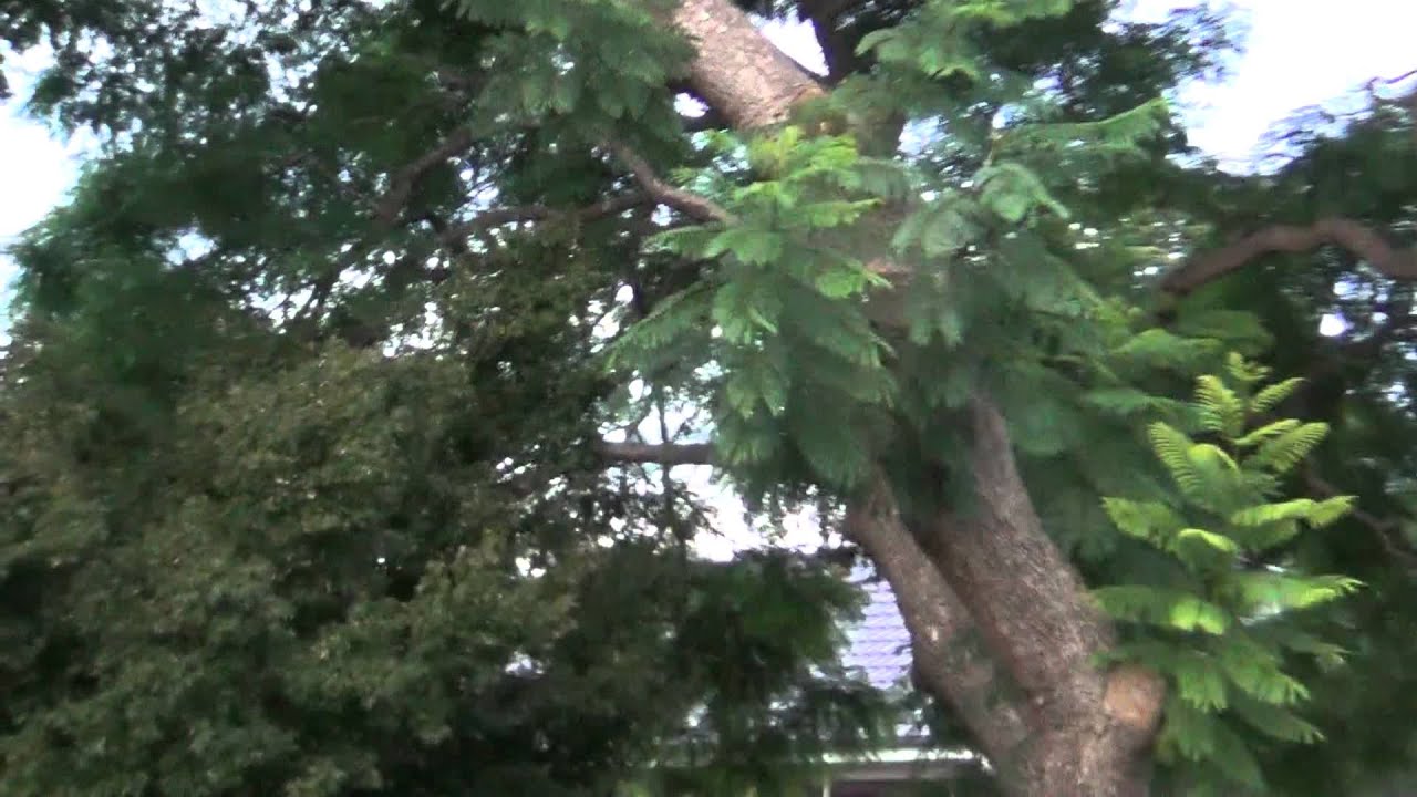 Sony HDR PJ260 handheld