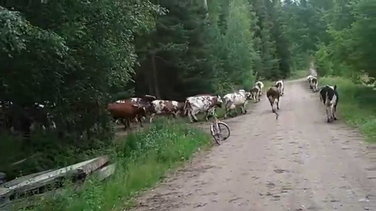 Karjapaimenen: Laki paimentaa karanneet lehmät.
