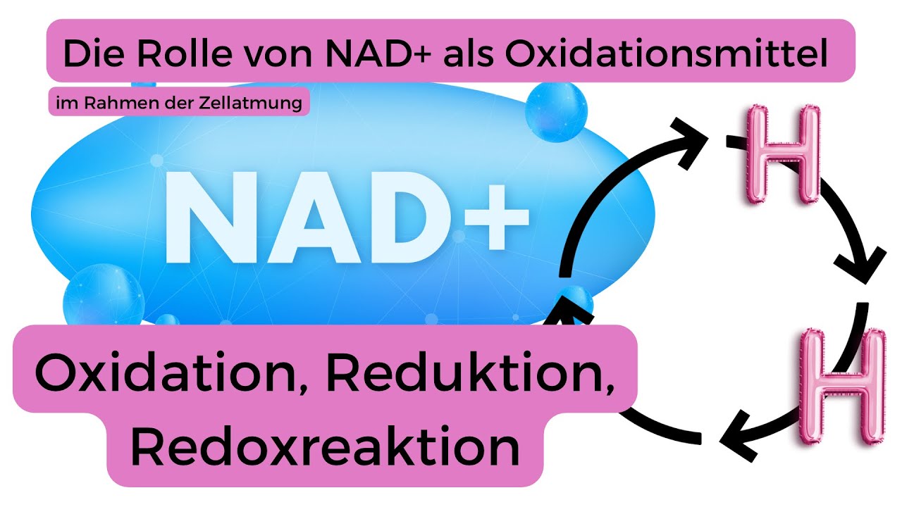 Die Rolle von NAD+ als Oxidationsmittel und Reduktionsäquivalent - z.B. im Citratcyklus