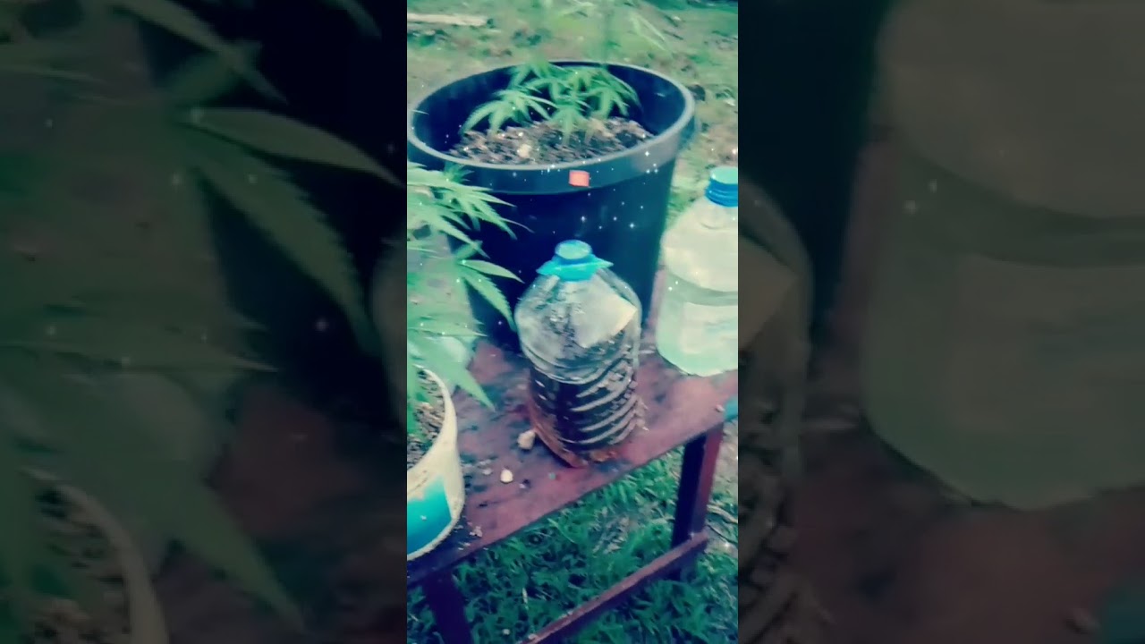 trinidad hard weed