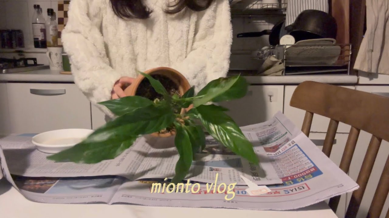 스타티필름 분갈이하고 딸기치즈플레이팅하는 주말🧀