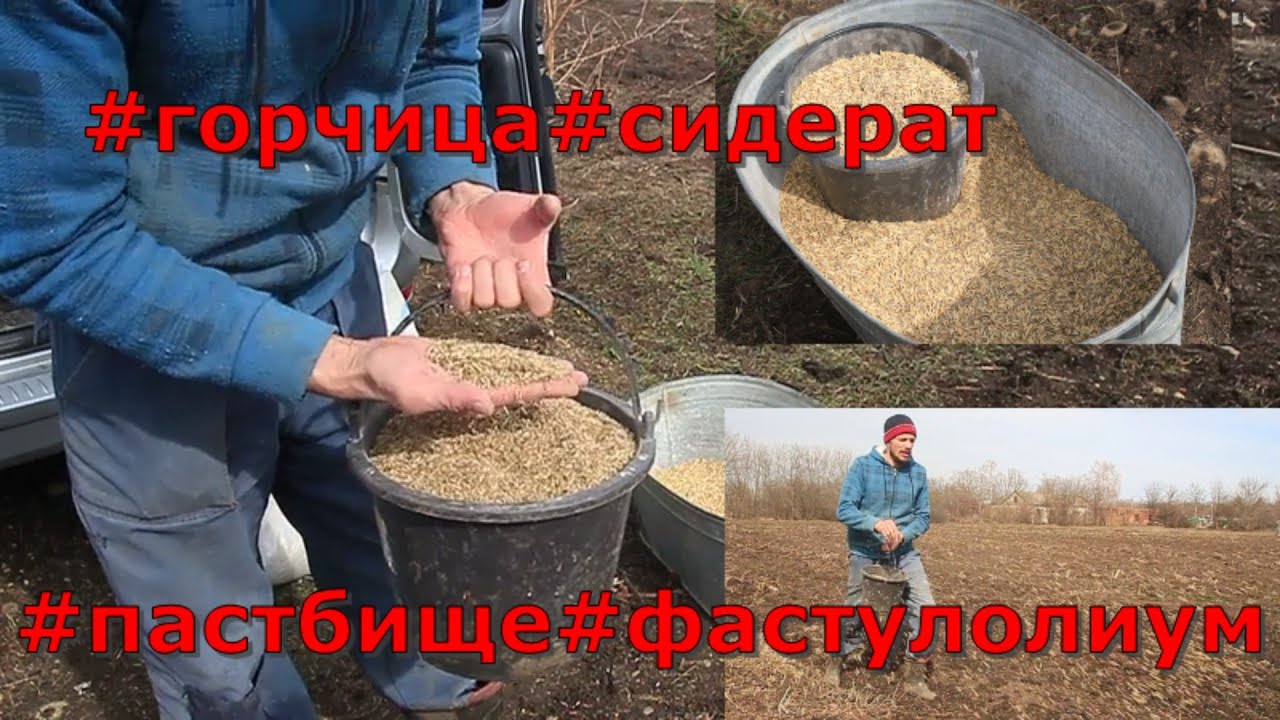сидераты-горчица,пастбище-фестулолиум