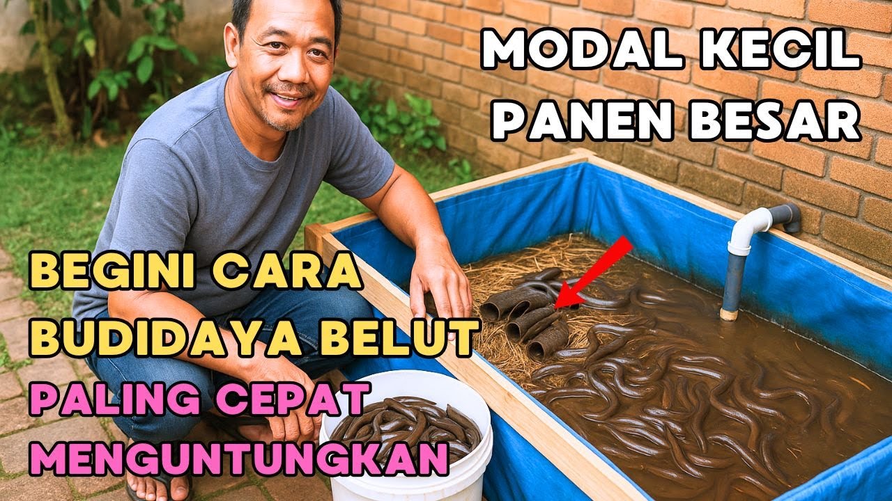 MODAL KECIL, PANEN BESAR ‼️ BEGINI CARA BUDIDAYA BELUT PALING CEPAT MENGUNTUNGKAN