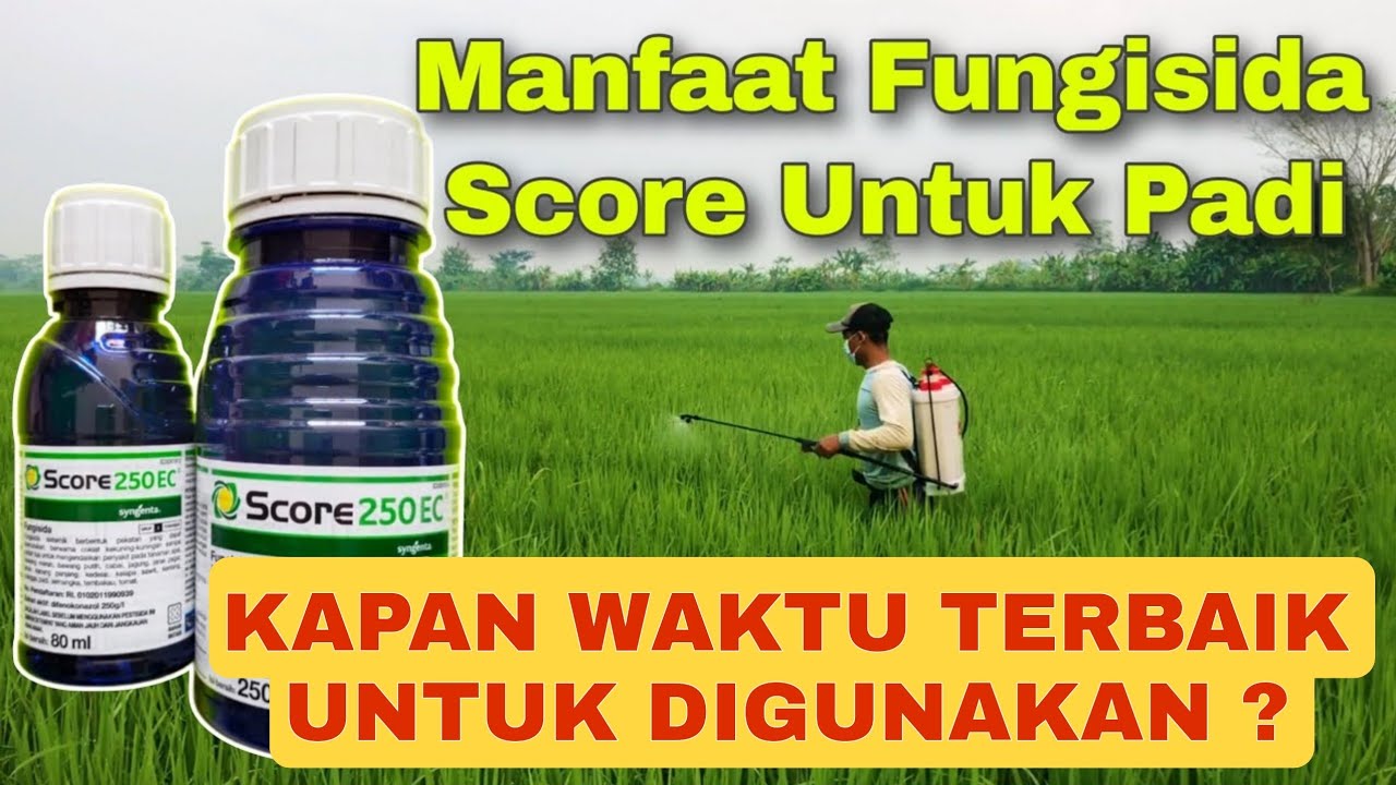 Manfaat Dan Waktu Penggunaan Fungisida Score 250 EC Untuk Padi