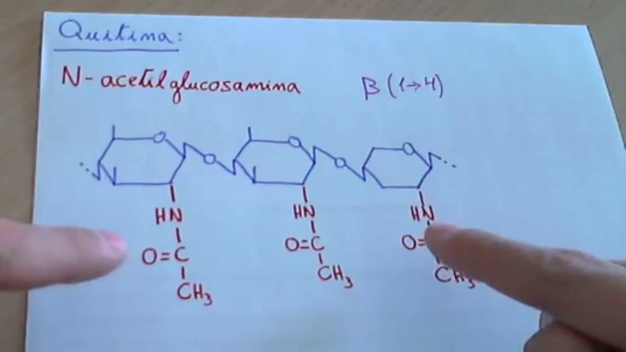Quitina / Biología