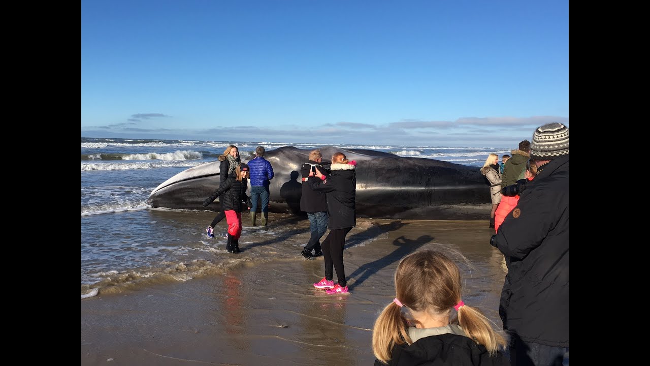 Hval strandet ved Blokhus strand - whale on beach