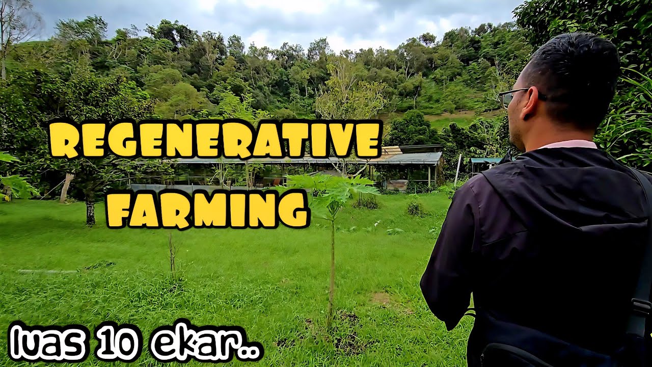 ✅️ Ayam Leghorn 1200 Ekor Dibiarkan Bebas di Ladang Durian Raub | Sistem Freerange Asli Pahang