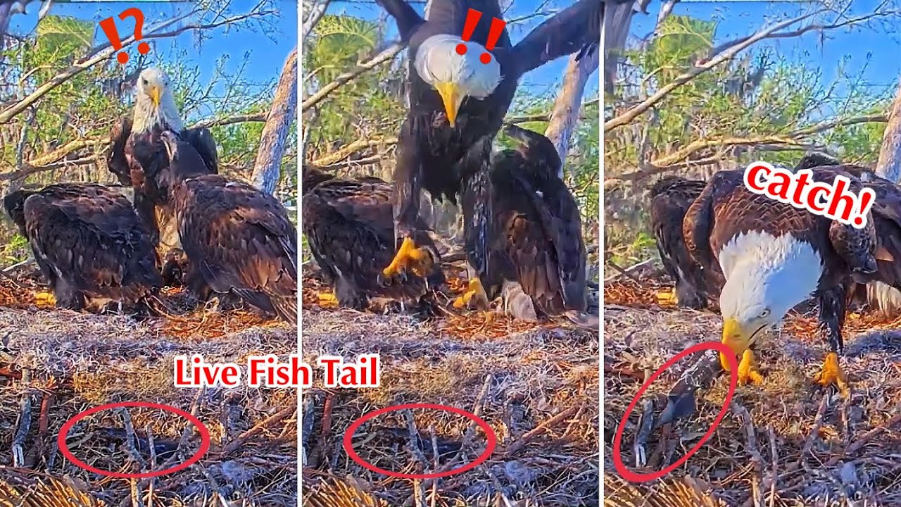 #407🦅Brutus🐥60° & Peanut🐥55°／Winter Park Eagle Nest 2026／Against All Odds:One-Eyed Mom／Wink💗Atlas