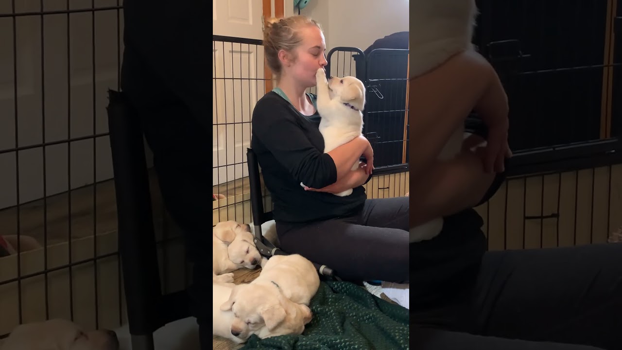 Adorable Labrador Puppy Kisses #puppy #labrador #cutepuppies