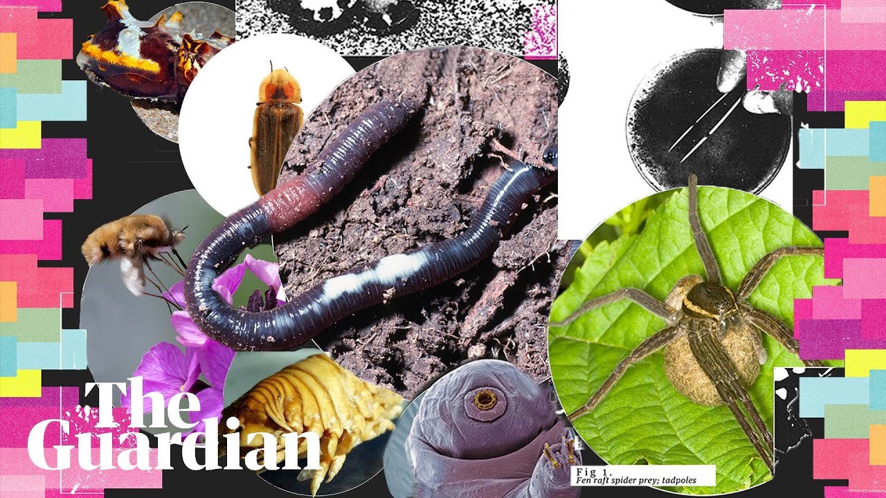 The invertebrate of the year competition is here. Who will you vote for?