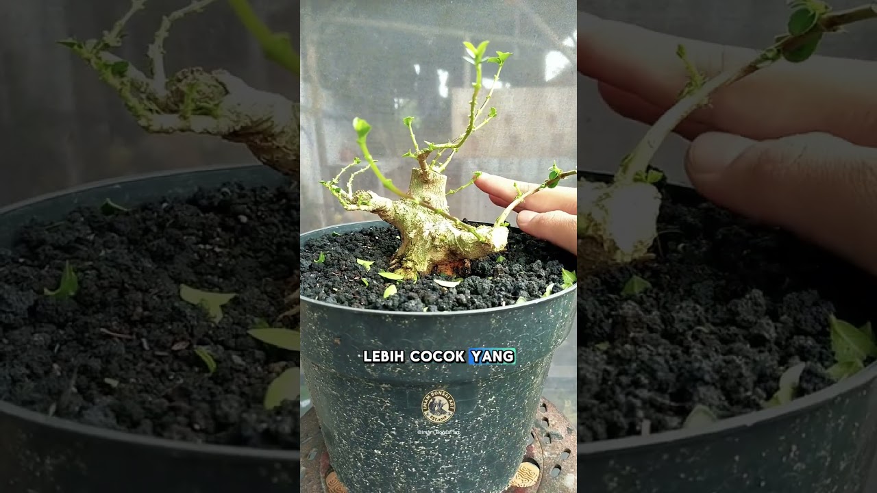 Proses sleksi anak cabang, dimensi dan terusan mahkota pada bonsai sancang #bonsaiindonesia #bonsai 