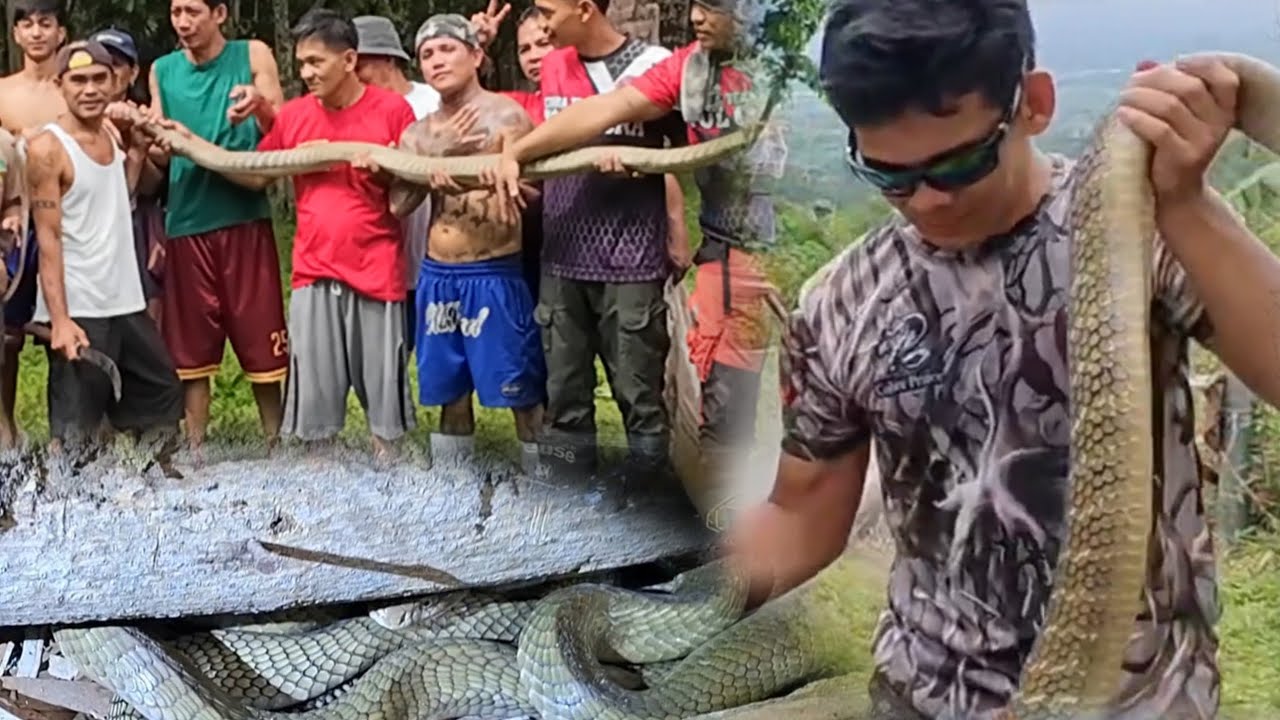 KING COBRA SA ALAMINOS LAGUNA MAY KASAMA NG JUMBO COBRA