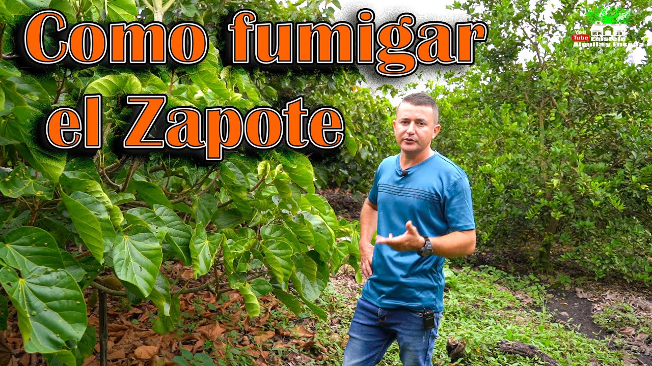 Producción de zapote consejos como fumigar y abonar correctamente este árbol para una maxima cosecha