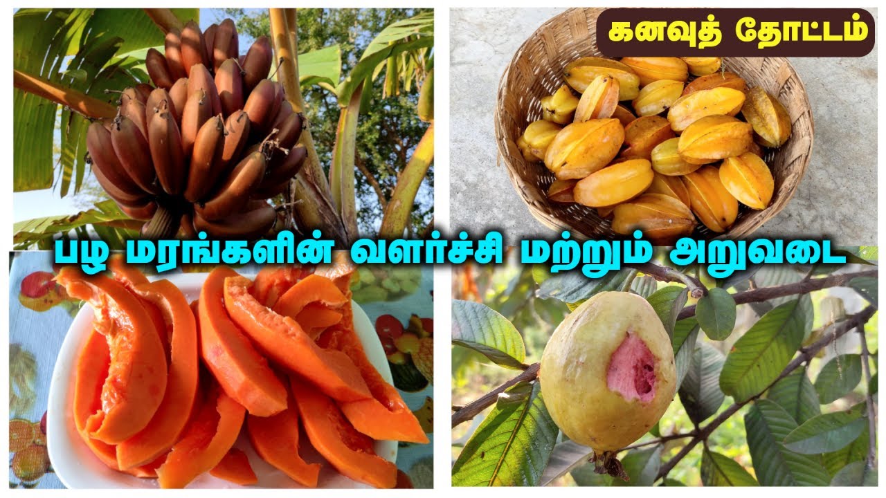 கனவுத் தோட்டம் | இரண்டு வருடங்களில் பழ மரங்களின் வளர்ச்சி | செவ்வாழை, பப்பாளி, கொய்யா விளைச்சல்