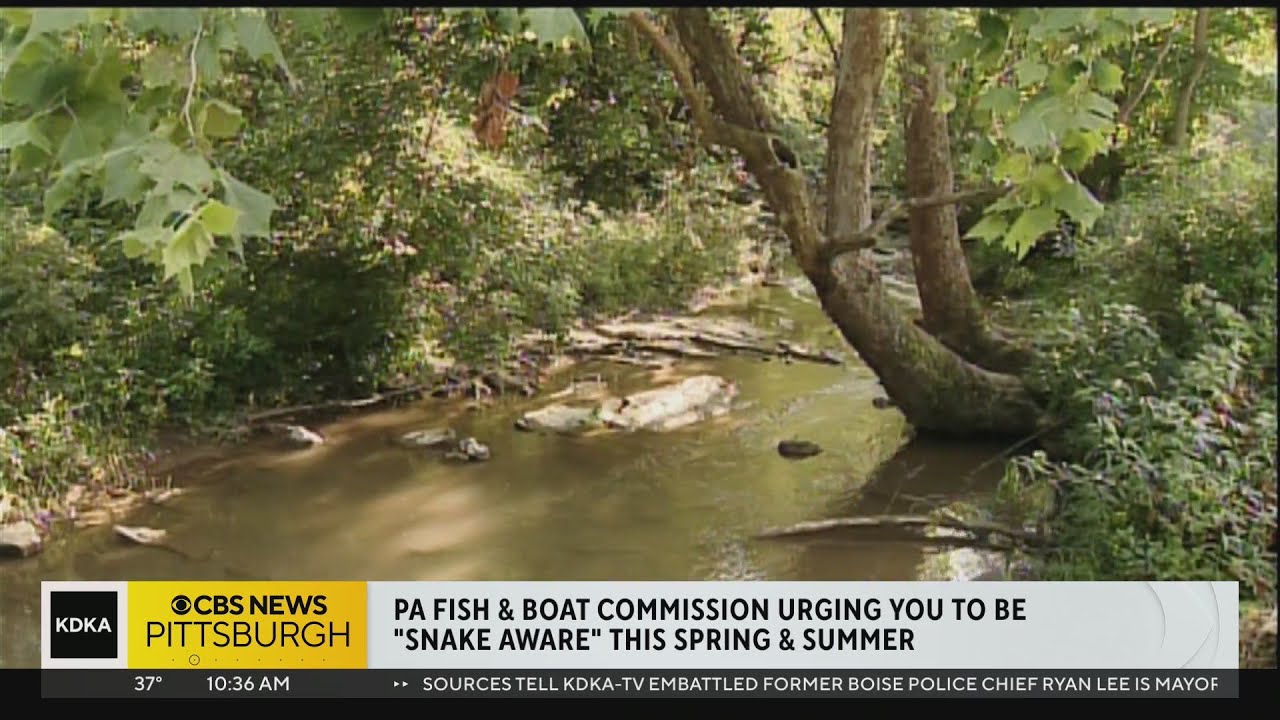 Pa. Fish and Boat Commission urging locals to be aware of snakes as weather warms