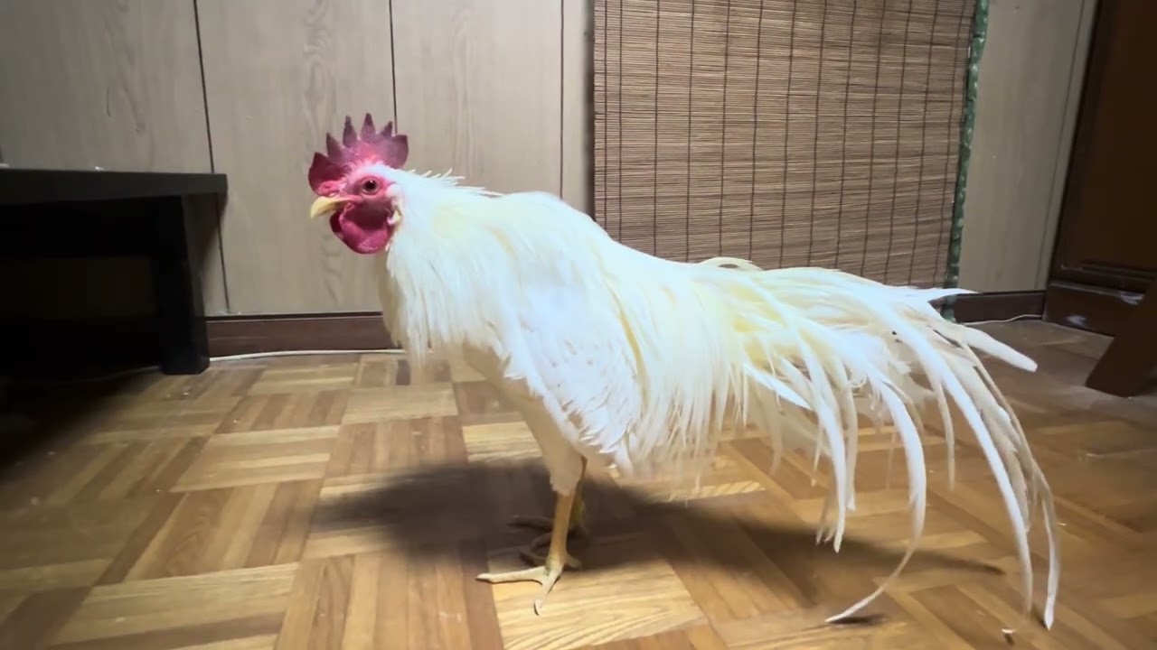 尾長鶏　白色種　若