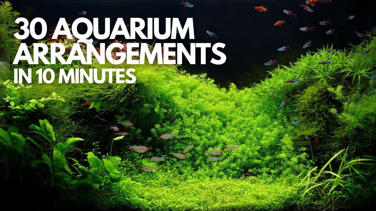 30 Stunning Freshwater Aquarium Designs in 10 Minutes | Aquaristic Vibes