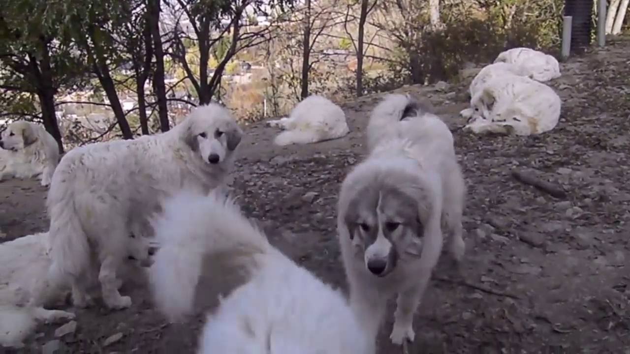 PERROS DE MONTAÑA DE LOS PIRINEOS - DÍAS DE OTOÑO 2016 EN LA BORDA D'URTX
