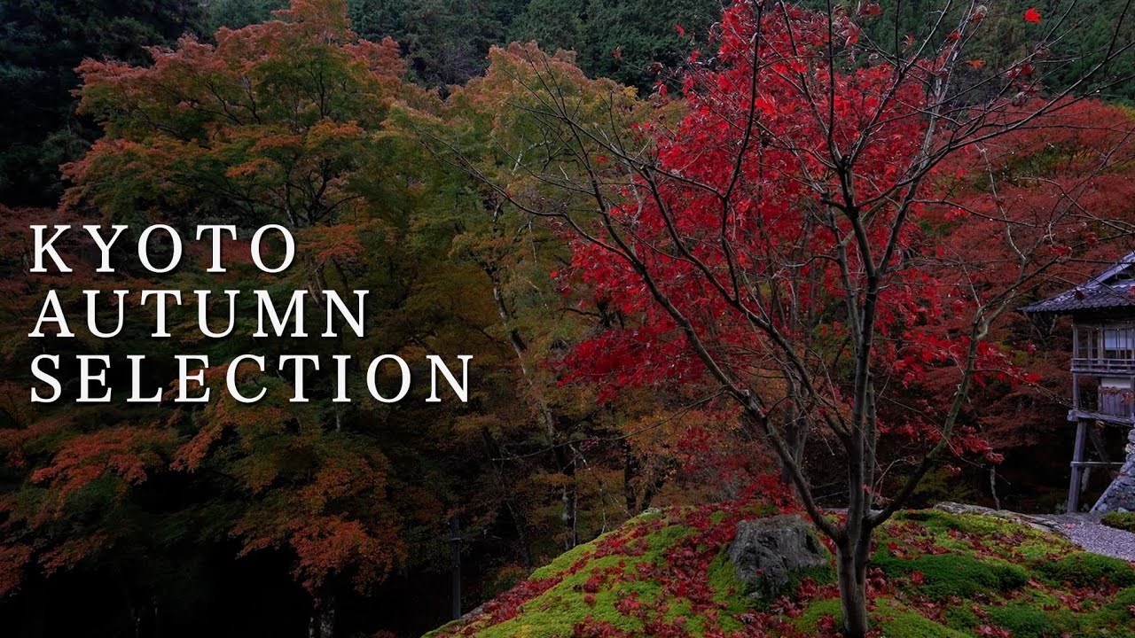 京都の紅葉と侘寂 : Autumn Leaves and Wabi-sabi Spots in Kyoto.