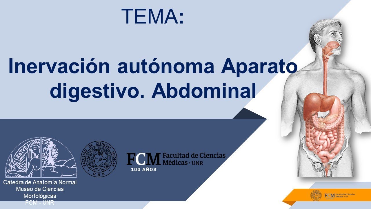 Inervación autónoma Aparato digestivo  Abdominal
