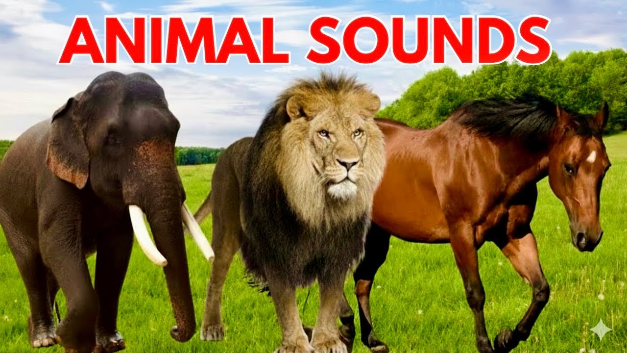Animal Sounds for Children 🦁🐔| 30 Amazing Animals to Learn 