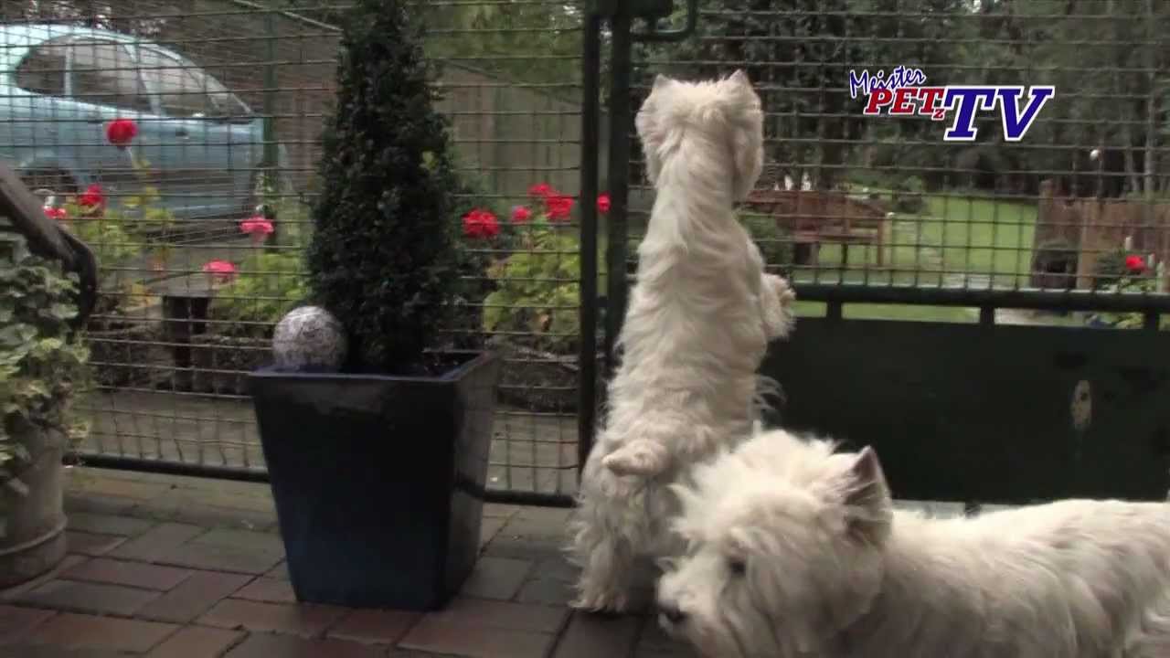 West Highland White Terrier: Informationen zur Rasse