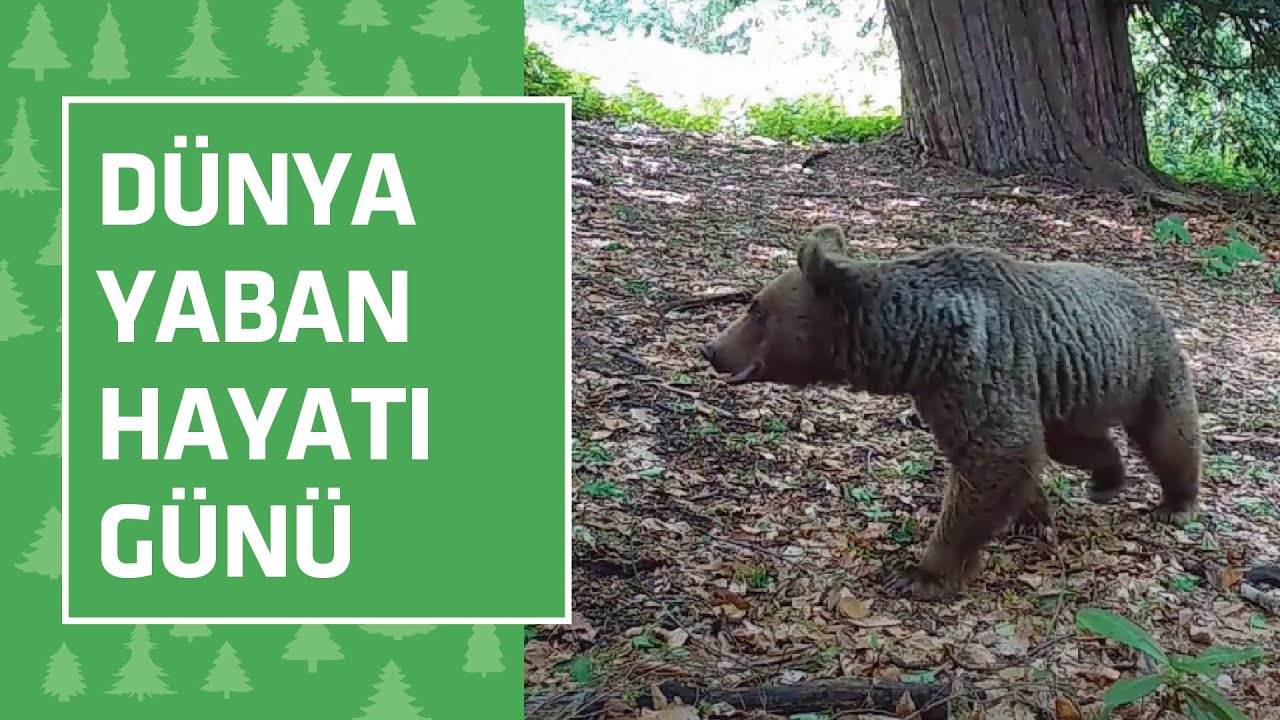 Dünya Yaban Hayatı Günü