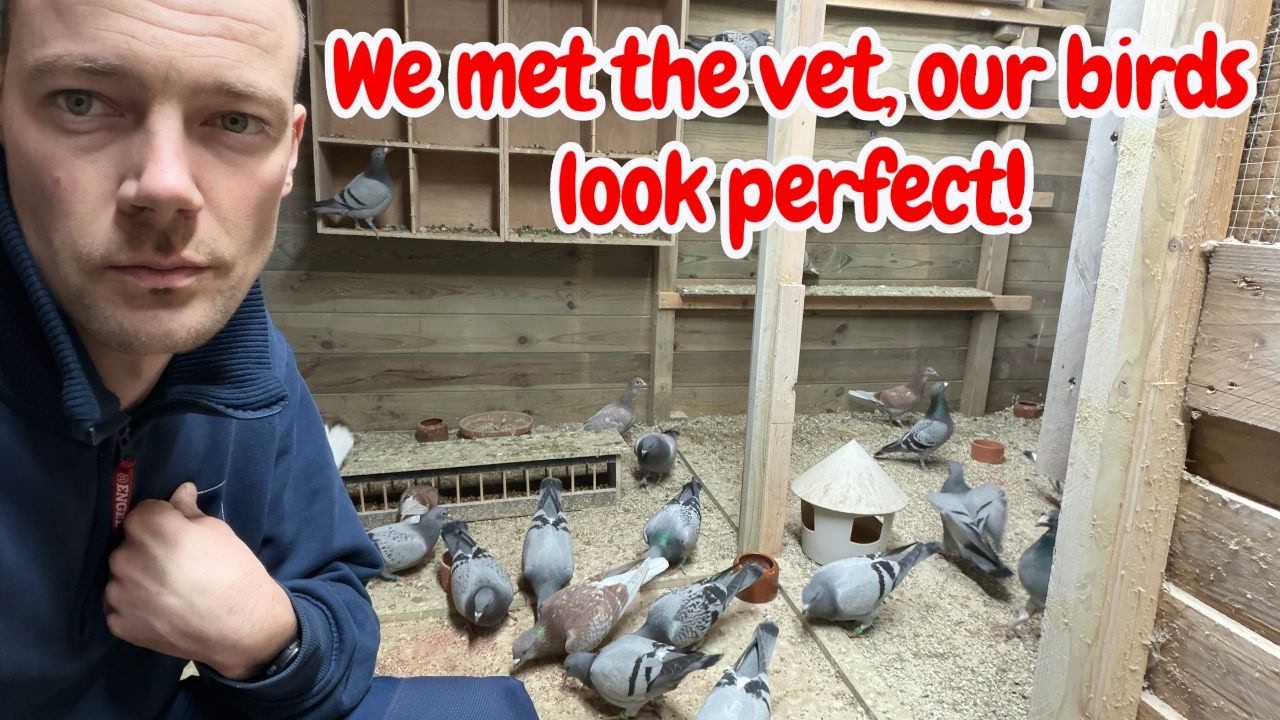 We went to the vet for Racing Pigeons Ready for racing season