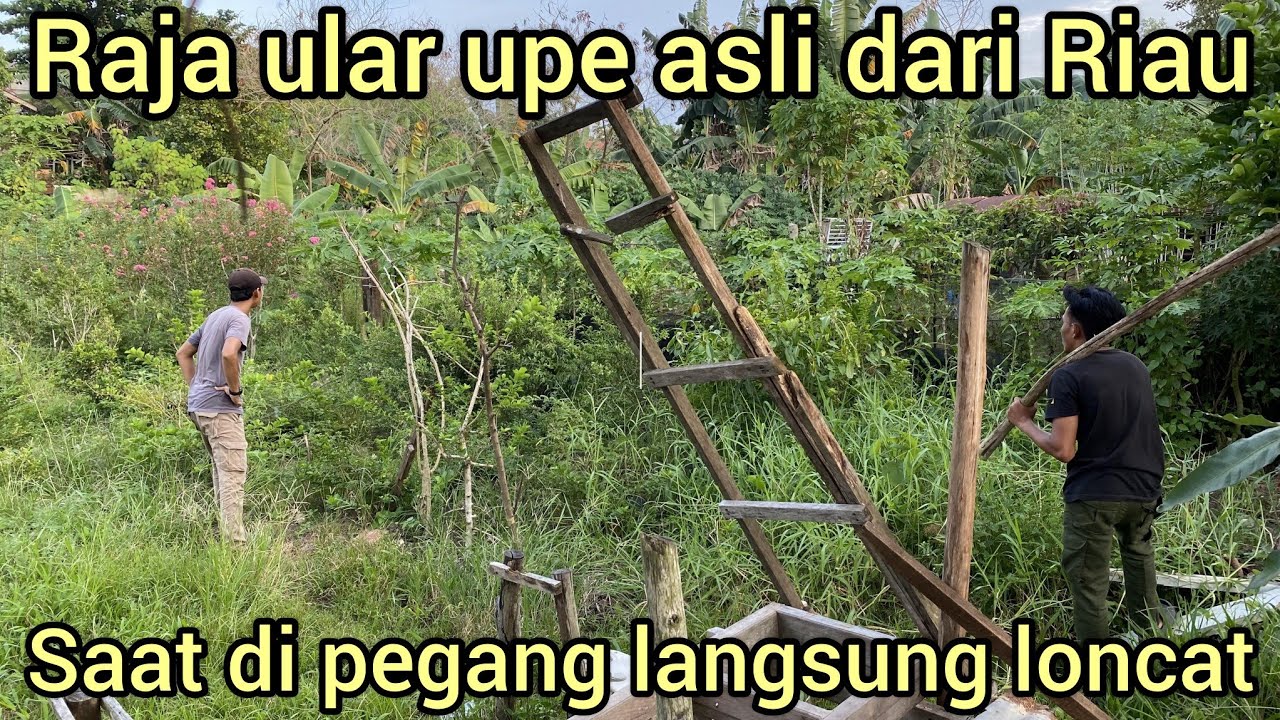 RAJA ULAR UPE GOLDEN BESAR ASLI DARI RIAU PEG4NG BADAN NYA LANGSUNG NYER4NG