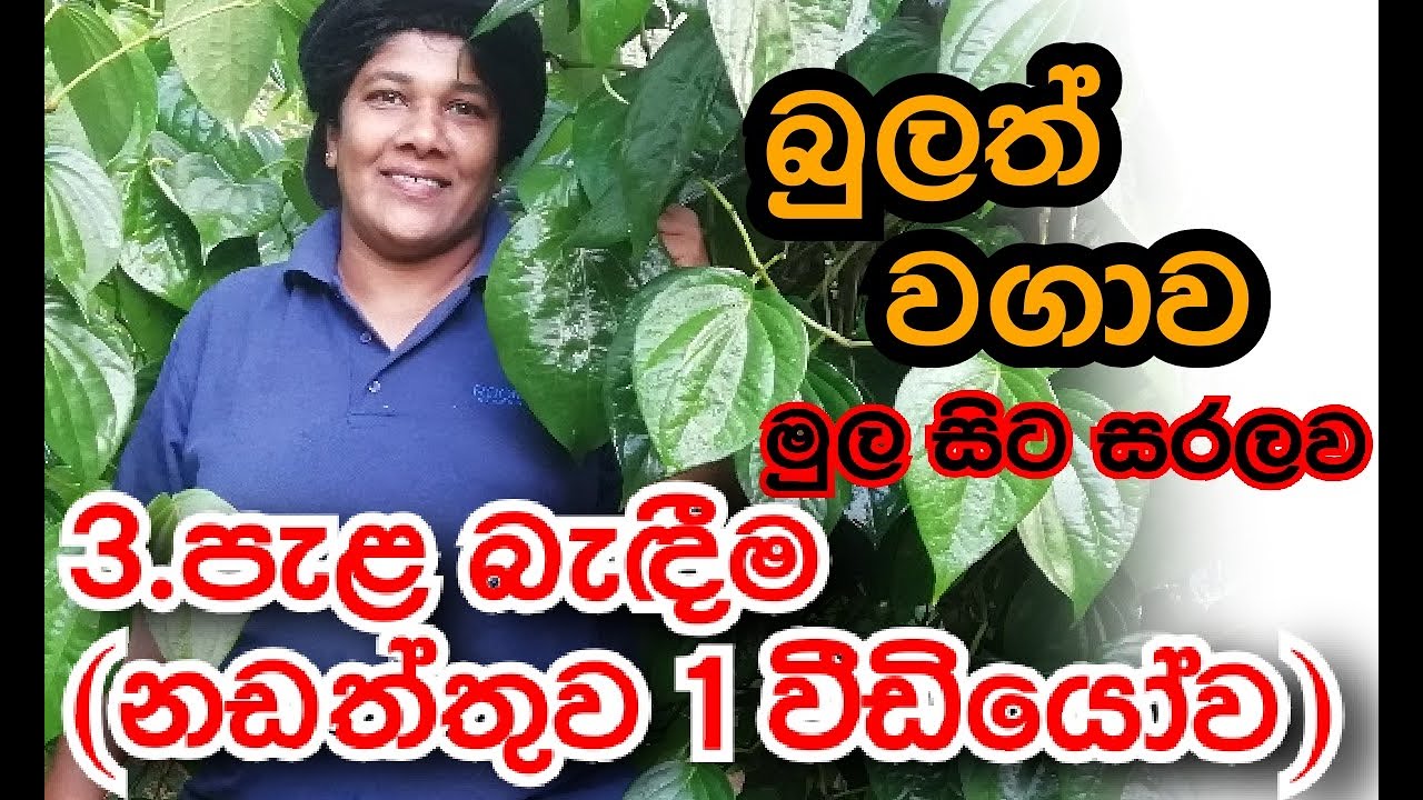 Pela Badima - Bulath wagawa - Ape Waththa | අපේ වත්ත