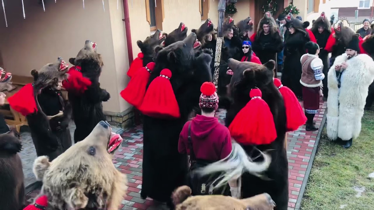 Ursii lui Misu la Preluci 2 Ianuarie 2022