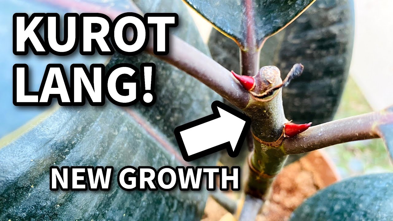 GAWIN ITO PARA MAGING LUSH AT MAGKARON NG MULTI-STEM AND RUBBER PLANT