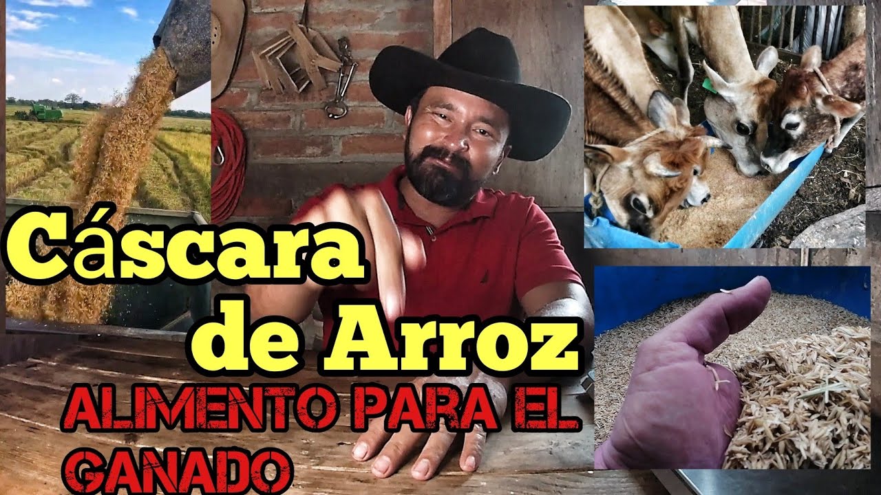 Cáscara o granza de Arroz para alimentar a tu Ganado