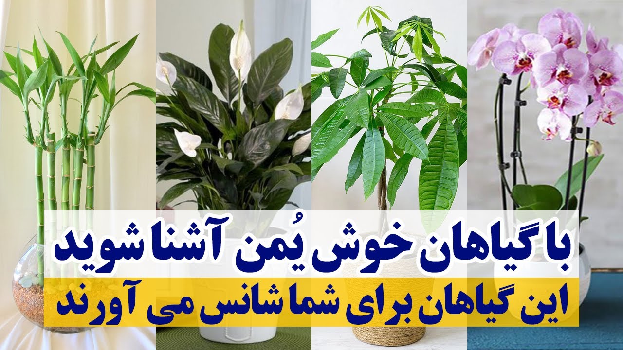 با گیاهان خوش یمن آشنا شوید/ این گیاهان برای شما شانس می آورند
