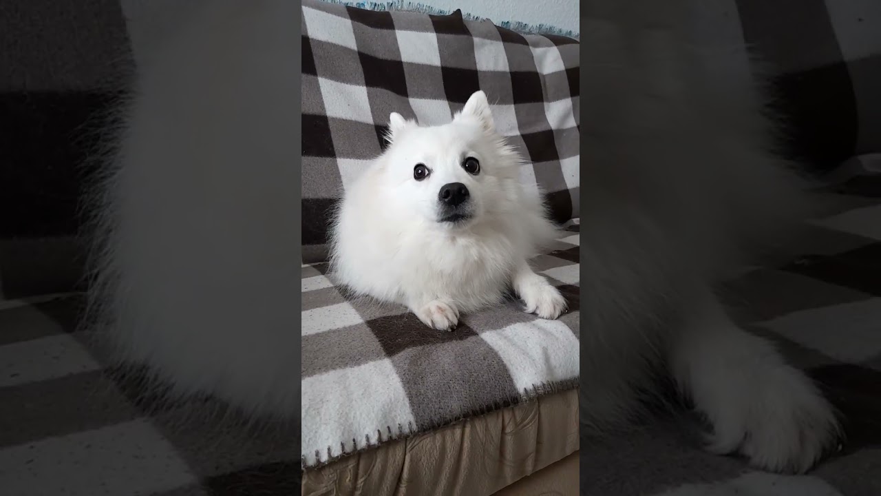 December routine for a JAPANESE SPITZ #japanesespitz #sweetdog