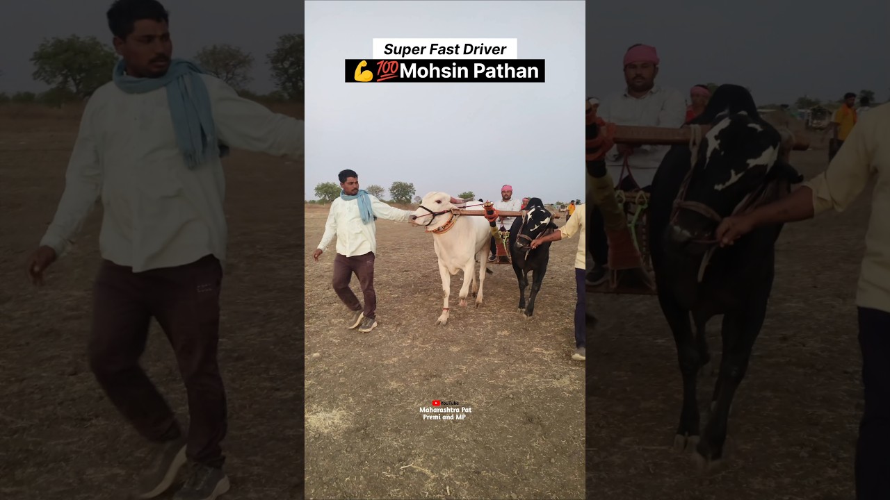 Super Fast Driver Mohsin Pathan #shankarpat #bailgadasharyat #Mohsin #pathan #patpremi #bailpremi
